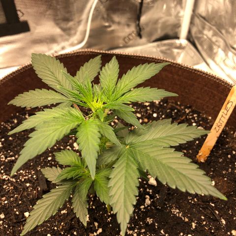 Zkittles Auto growlog timeline photo
