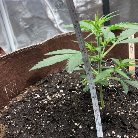 Blueberry Auto growlog timeline photo