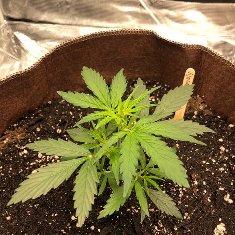 Blueberry Auto growlog timeline photo