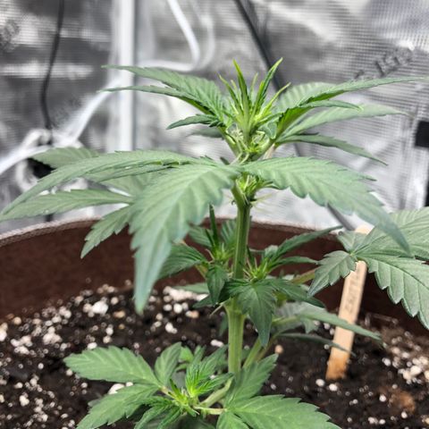 Zkittles Auto growlog timeline photo