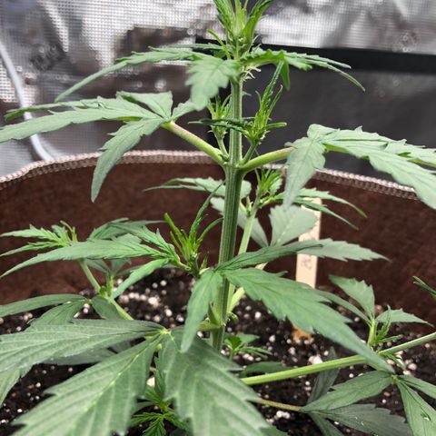 Blueberry Auto growlog timeline photo