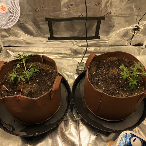 Zkittles Auto growlog timeline photo