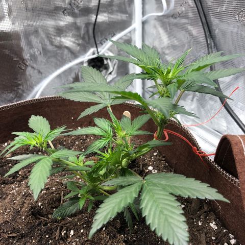 Zkittles Auto growlog timeline photo