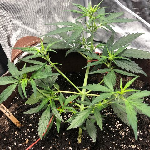 Blueberry Auto growlog timeline photo
