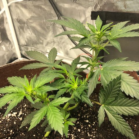 Zkittles Auto growlog timeline photo