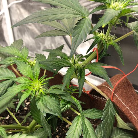 Zkittles Auto growlog timeline photo