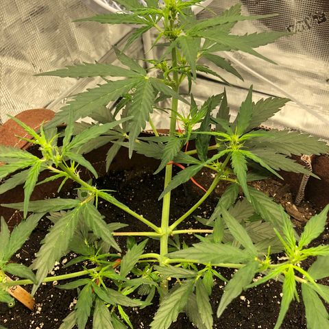 Blueberry Auto growlog timeline photo