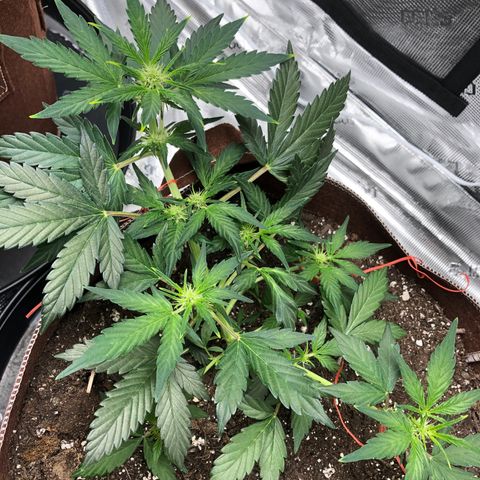 Zkittles Auto growlog timeline photo