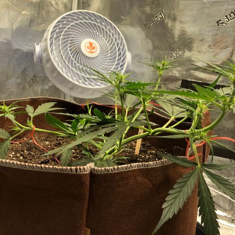 Blueberry Auto growlog timeline photo
