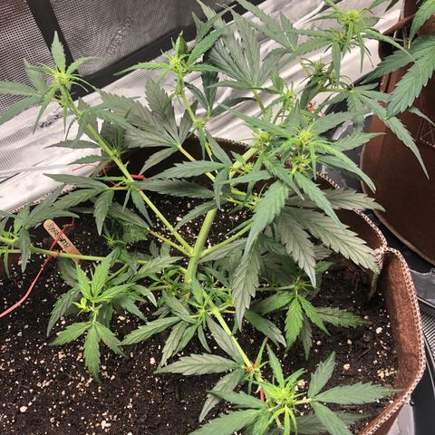 Blueberry Auto growlog timeline photo