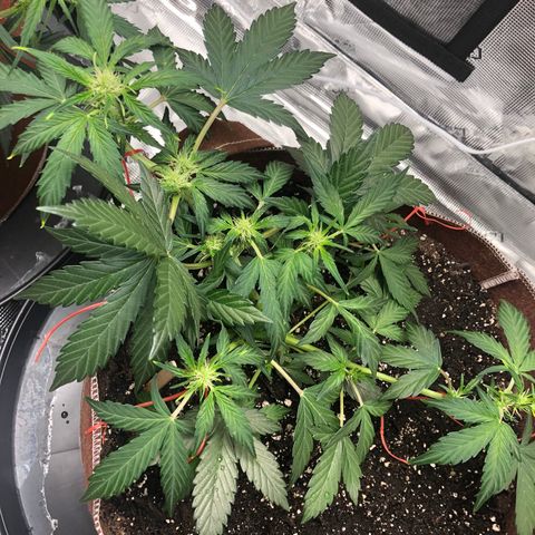 Zkittles Auto growlog timeline photo