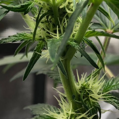 Zkittles Auto growlog timeline photo