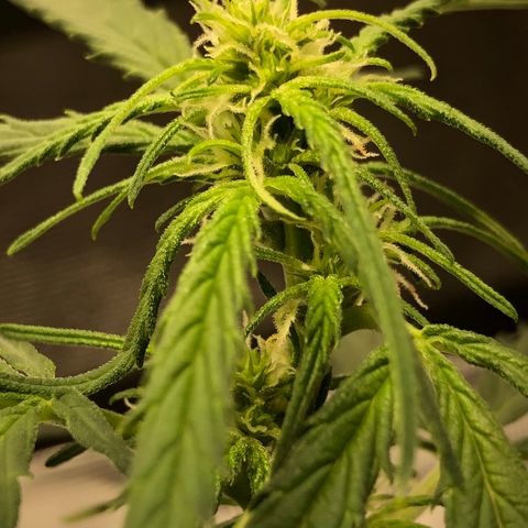 Blueberry Auto growlog timeline photo
