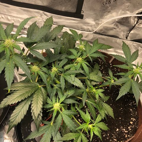 Zkittles Auto growlog timeline photo