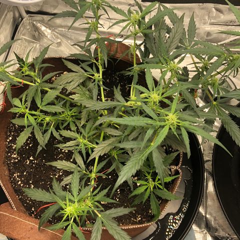 Blueberry Auto growlog timeline photo