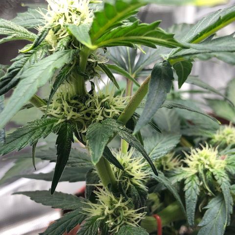 Zkittles Auto growlog timeline photo
