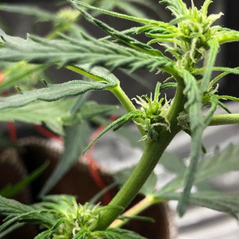Blueberry Auto growlog timeline photo