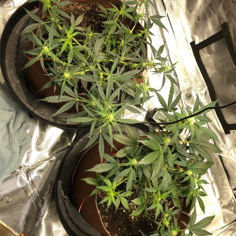 Zkittles Auto growlog timeline photo
