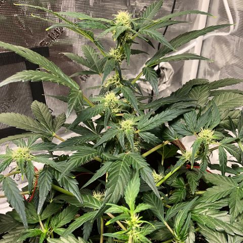 Zkittles Auto growlog timeline photo