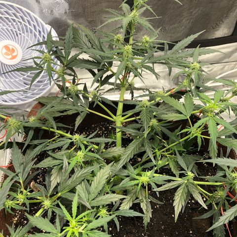 Blueberry Auto growlog timeline photo