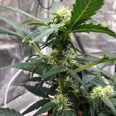 Zkittles Auto growlog timeline photo