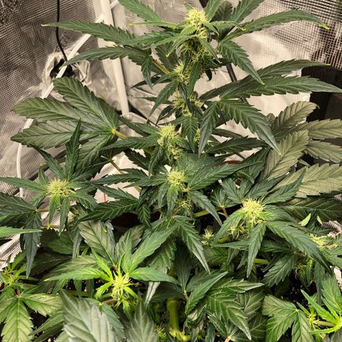 Zkittles Auto growlog timeline photo