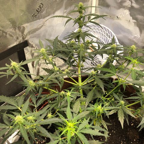 Blueberry Auto growlog timeline photo