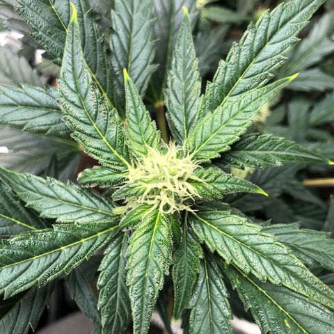 Zkittles Auto growlog timeline photo