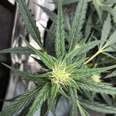 Blueberry Auto growlog timeline photo