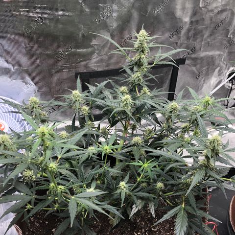 Blueberry Auto growlog timeline photo