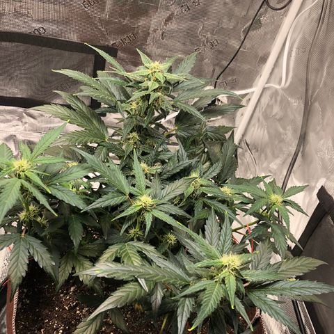 Zkittles Auto growlog timeline photo