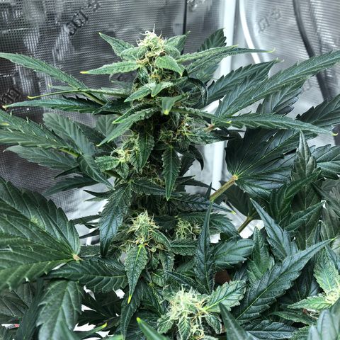 Zkittles Auto growlog timeline photo
