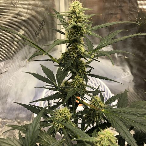 Blueberry Auto growlog timeline photo