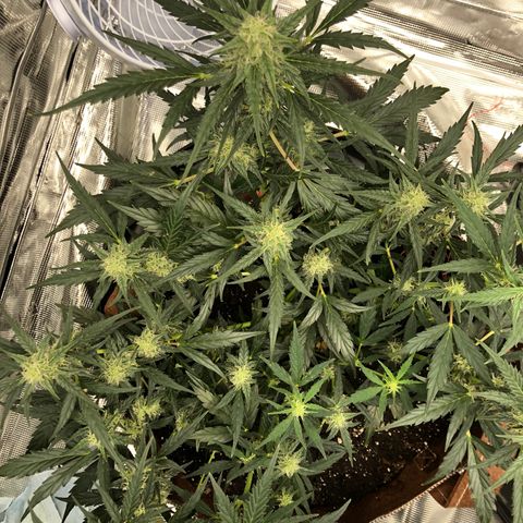 Blueberry Auto growlog timeline photo