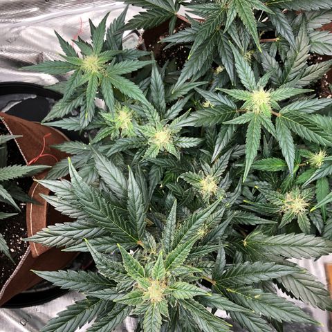 Zkittles Auto growlog timeline photo