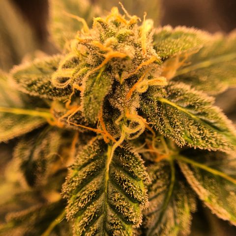 Zkittles Auto growlog timeline photo