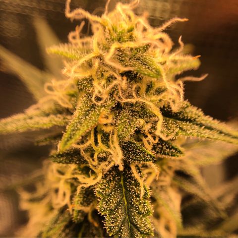 Blueberry Auto growlog timeline photo