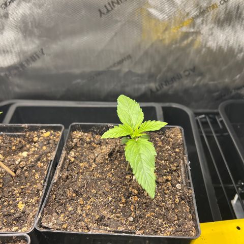 C99  #1 growlog photo: 4.75” across huge