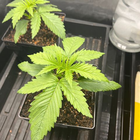 C99  #1 growlog photo: 3.5” tall 9.25 wide