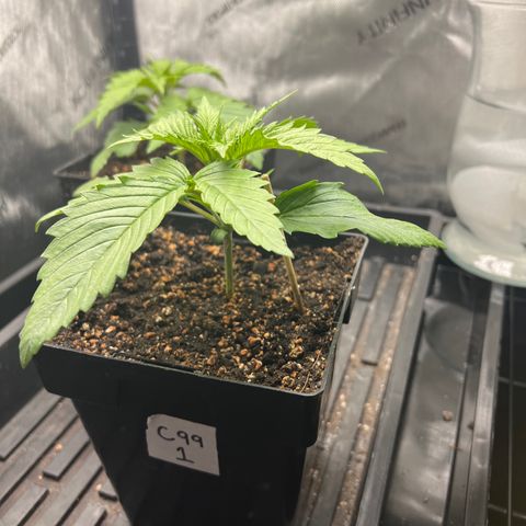 C99  #1 growlog photo: 3.5” tall 9.25 wide