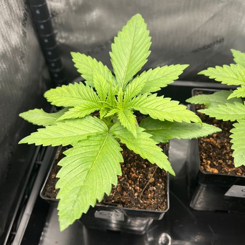 C99  #1 growlog timeline photo