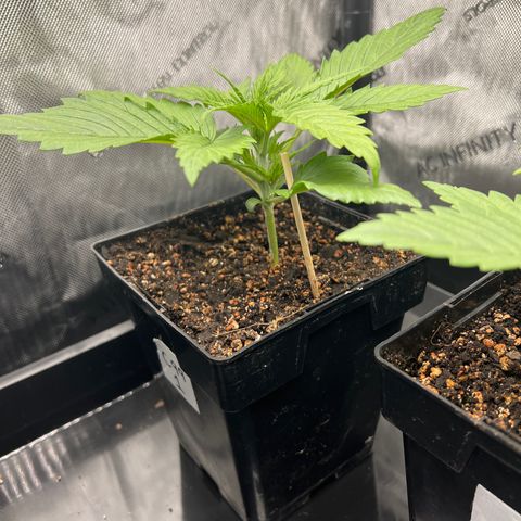 C99  #1 growlog timeline photo