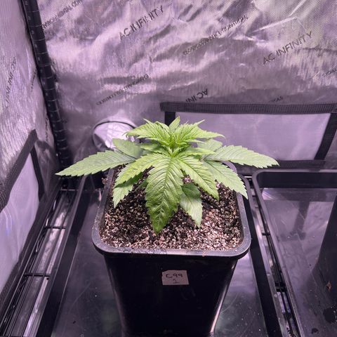 C99  #1 growlog timeline photo