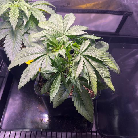 C99  #1 growlog timeline photo