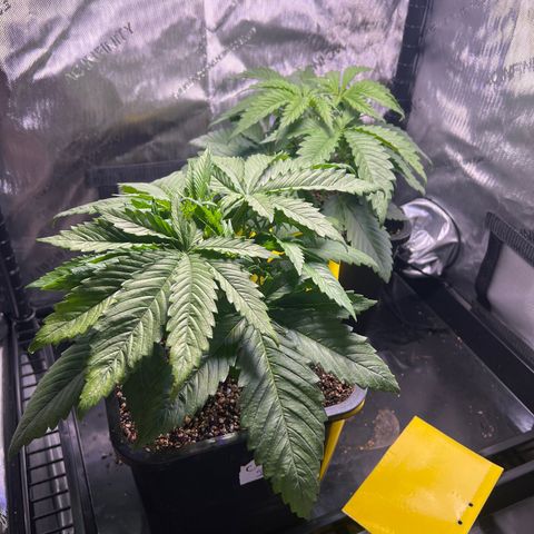 C99  #1 growlog timeline photo