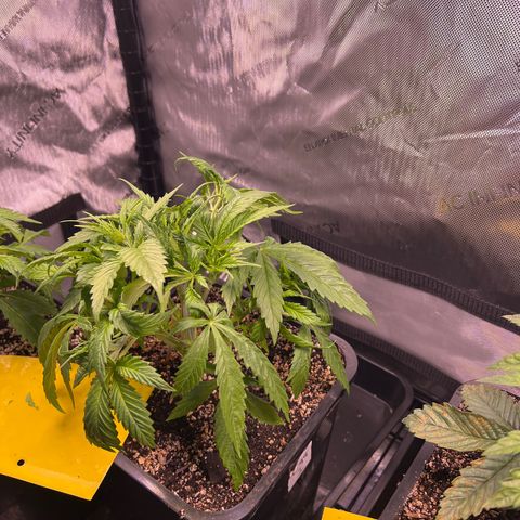 C99  #1 growlog timeline photo