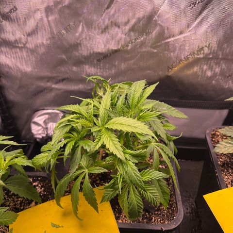 C99  #1 growlog timeline photo