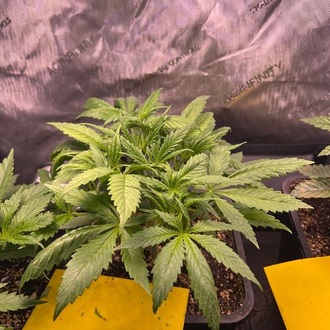 C99  #1 growlog timeline photo