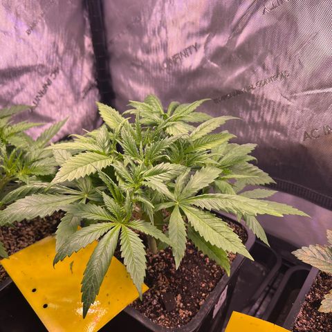 C99  #1 growlog timeline photo