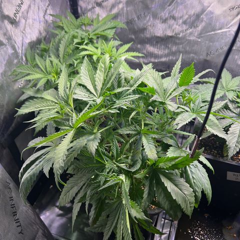 C99  #1 growlog timeline photo